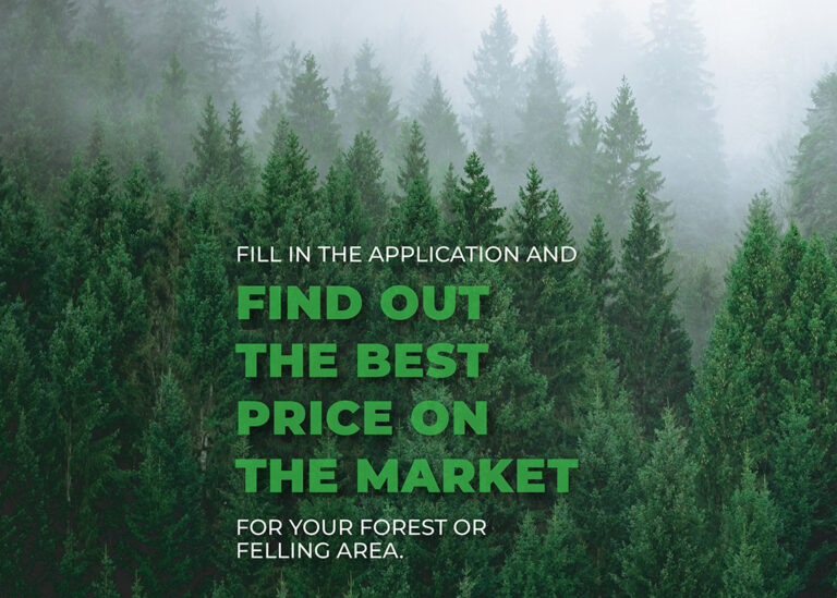The Forest at the best price